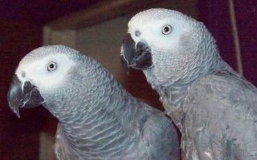 Parrot Blog 1