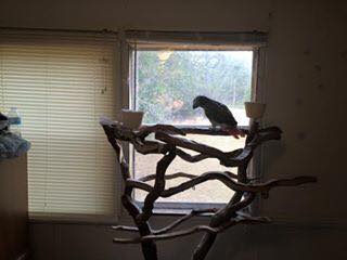 Our African Grey Parrot Brothers