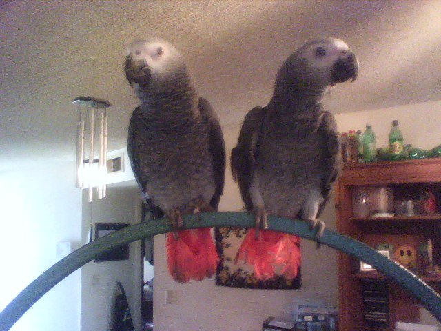 Our African Grey Parrot Brothers