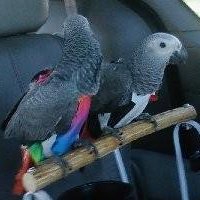 Parrot Blog 6