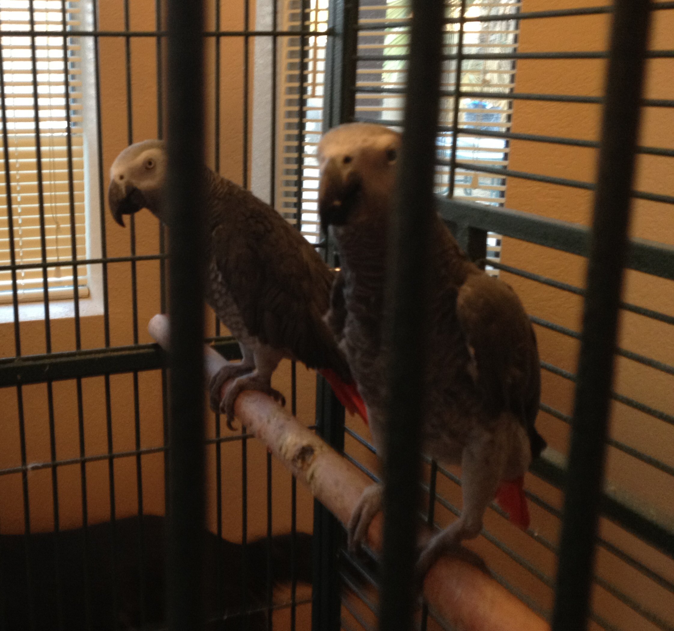 Parrot Blog 3